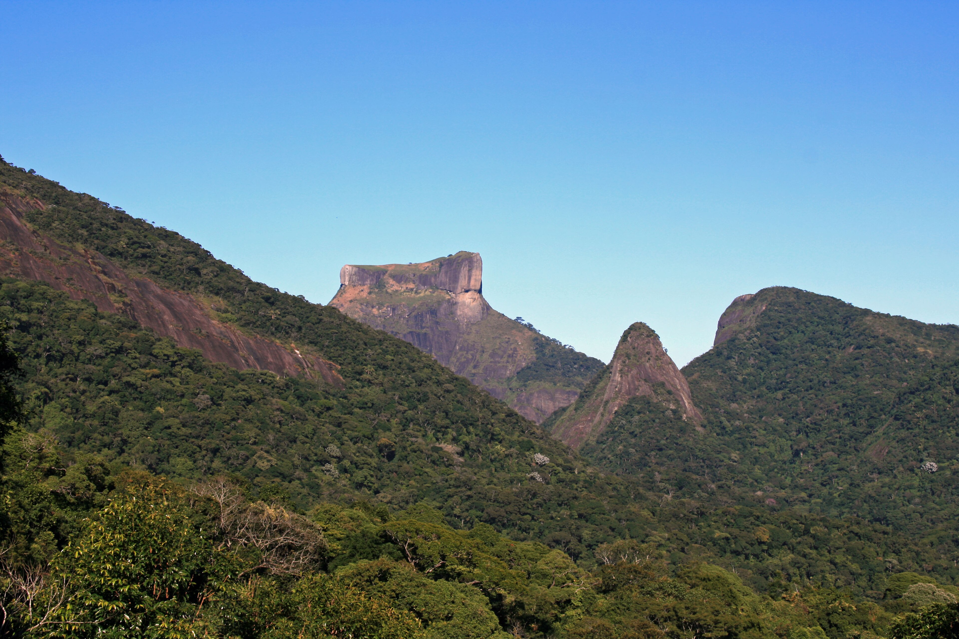 Tijuca Forest