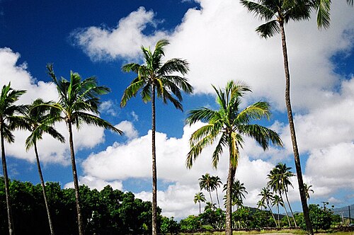 Coconut Marketplace
