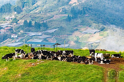 Desa Dairy Farm