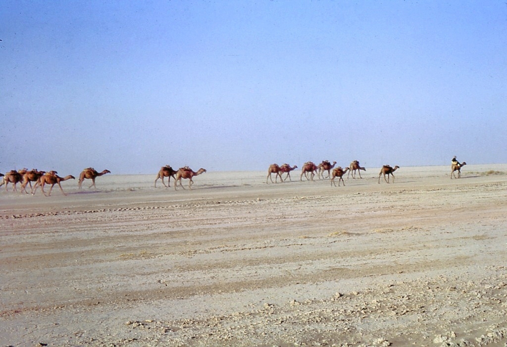 Traditional Desert Camp