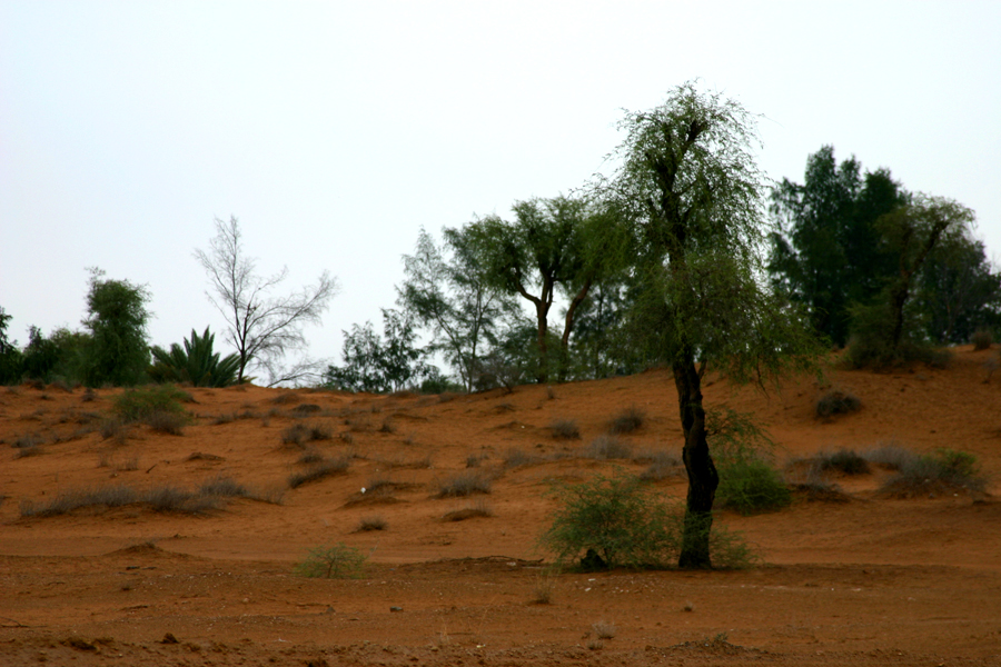 Lehbab Desert