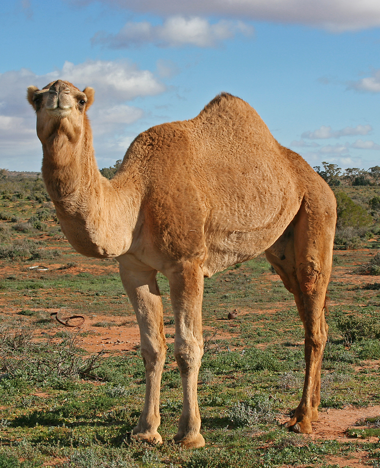 Traditional Camel Farm