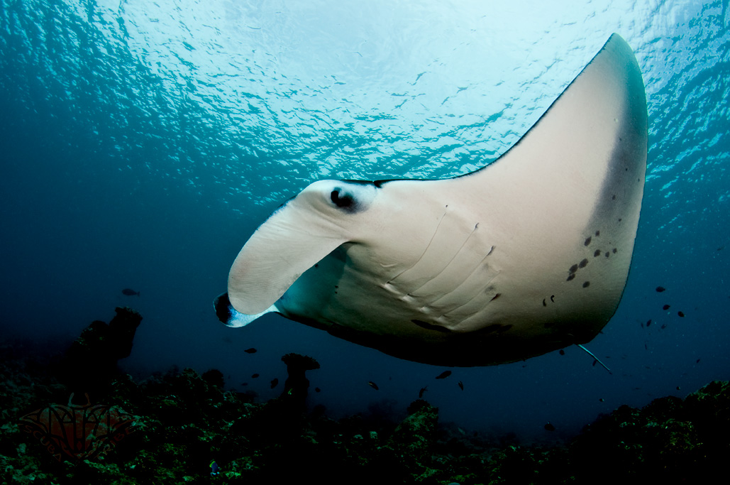 Manta Point