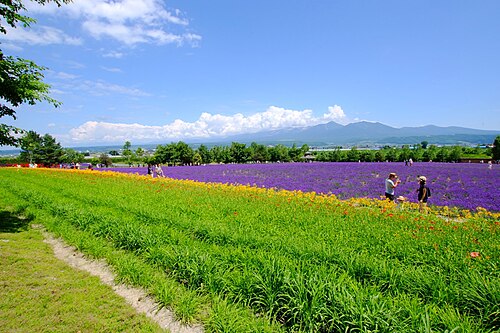 Farm Tomita