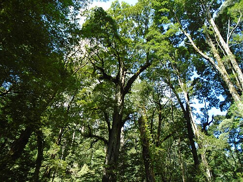 Melba Gully National Park