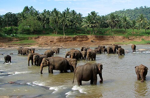 Pinnawala Ape Gama