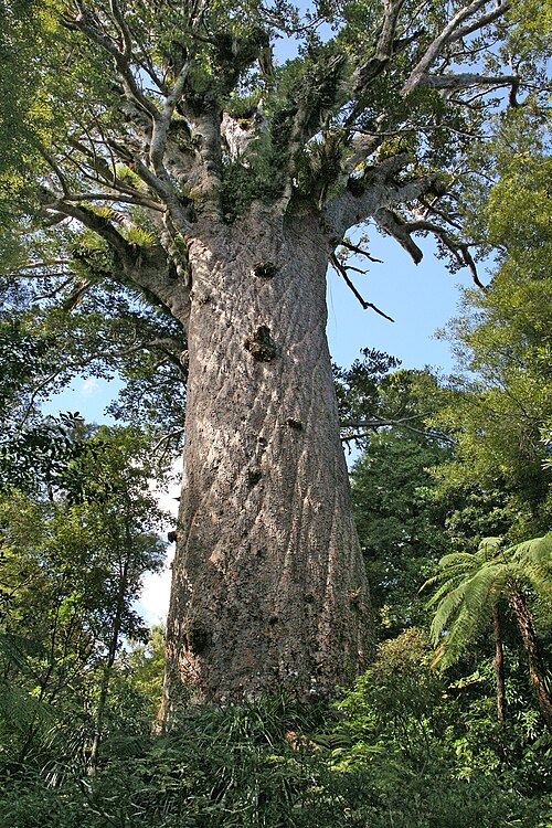 Tane Mahuta Walk