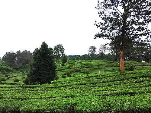 Puncak