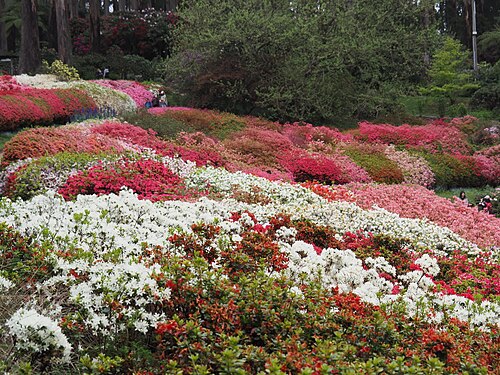 Dandenong Ranges Botanic Garden