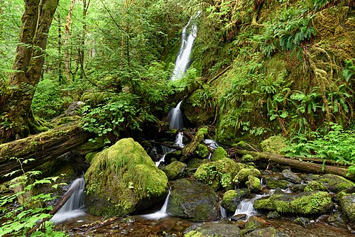 Quinault Rain Forest