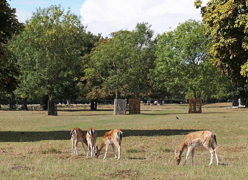 Bushy Park