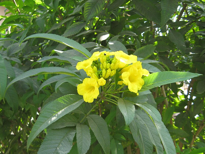 Chitwan National Park
