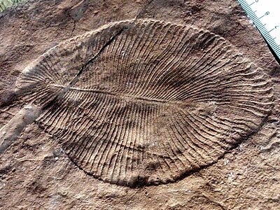 Ediacara Hills