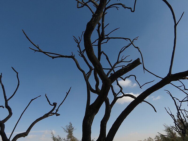 Azraq Wetland Reserve