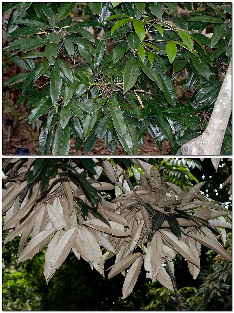 Wet Tropics of Queensland