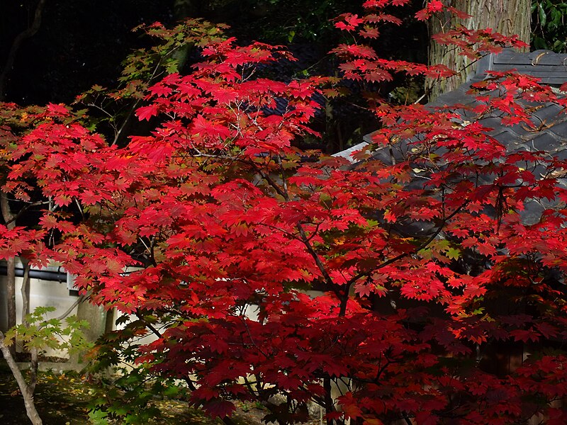 Daikaku-ji Temple
