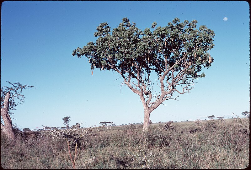 Serengeti National Park
