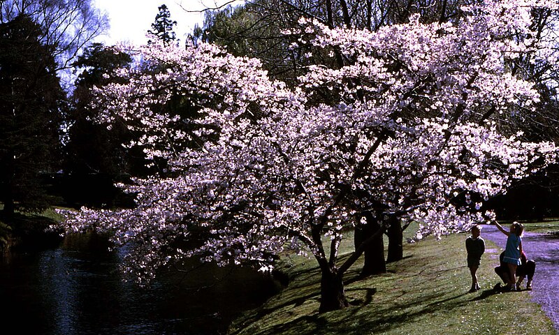 Christchurch Botanic Gardens