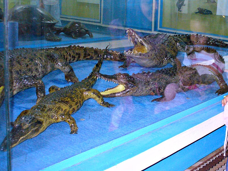 Museum of Natural History in Plovdiv