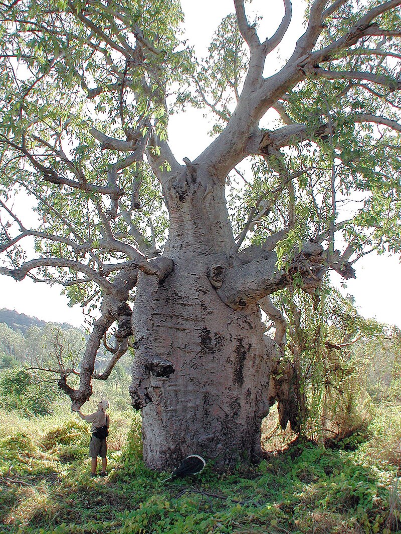 Judbarra / Gregory National Park