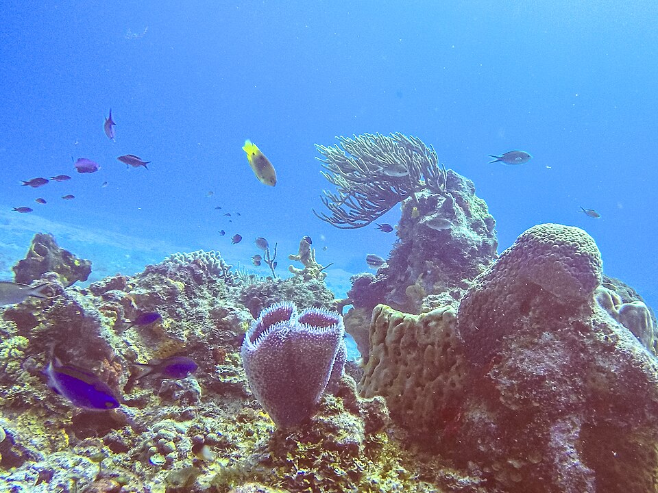 Caribbean Sea