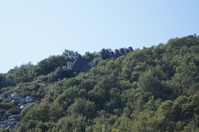 Lilaea