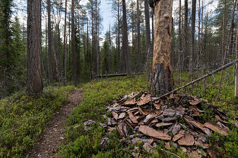 Oulanka National Park