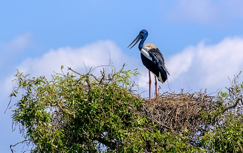 Mary River National Park
