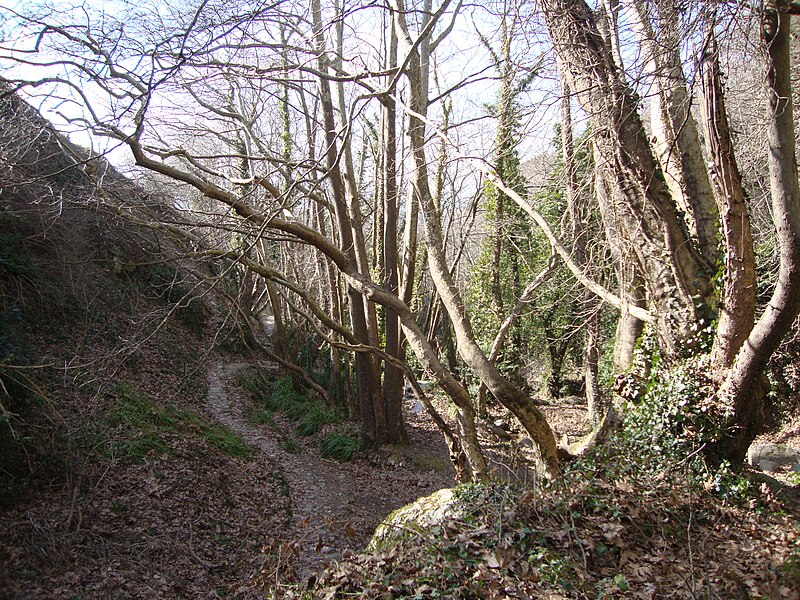 Pelion