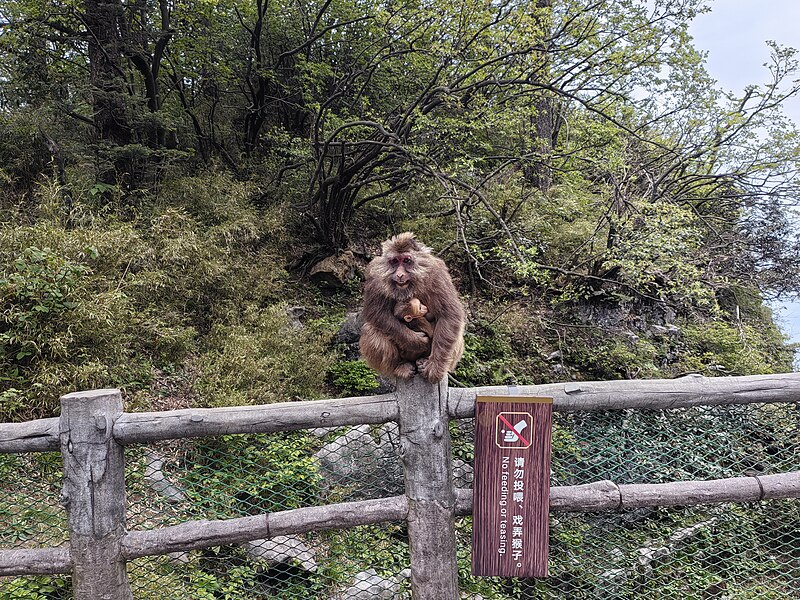 Mount Emei