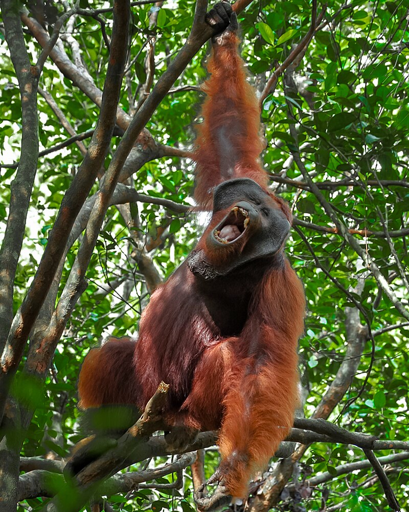 Tanjung Puting