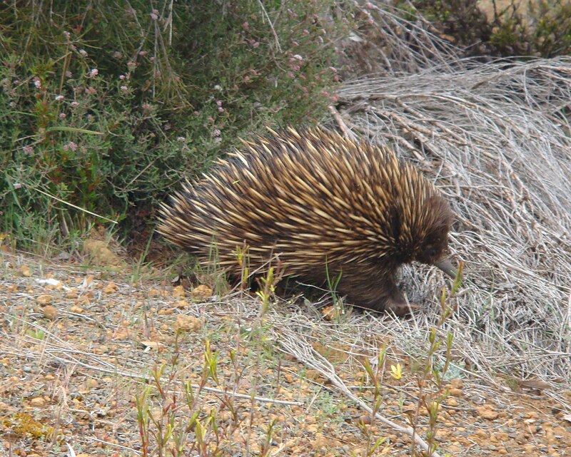 Flinders Chase National Park