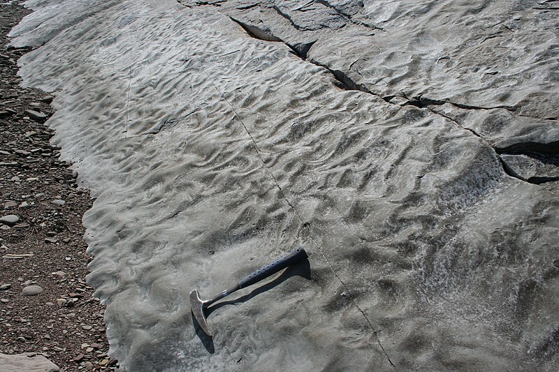 Joggins Fossil Cliffs