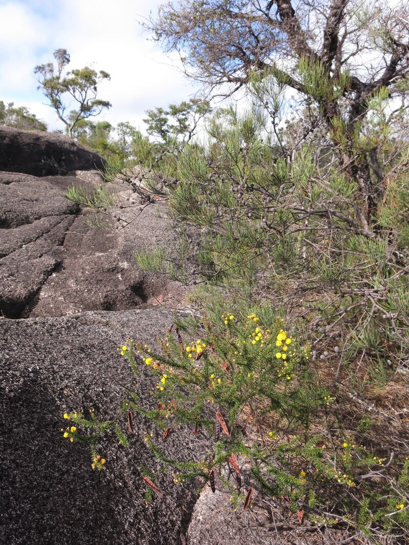 Gibraltar Range National Park