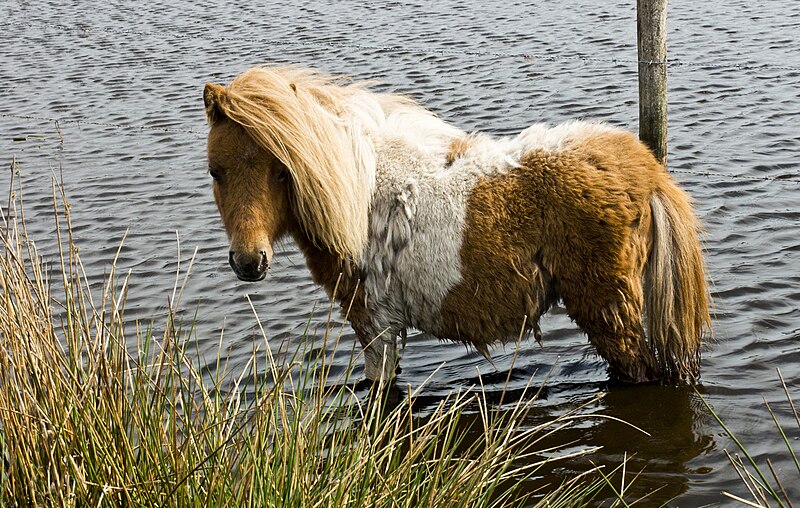 De Groote Peel National Park