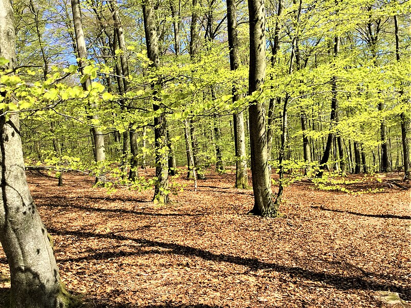 Söderåsen National Park