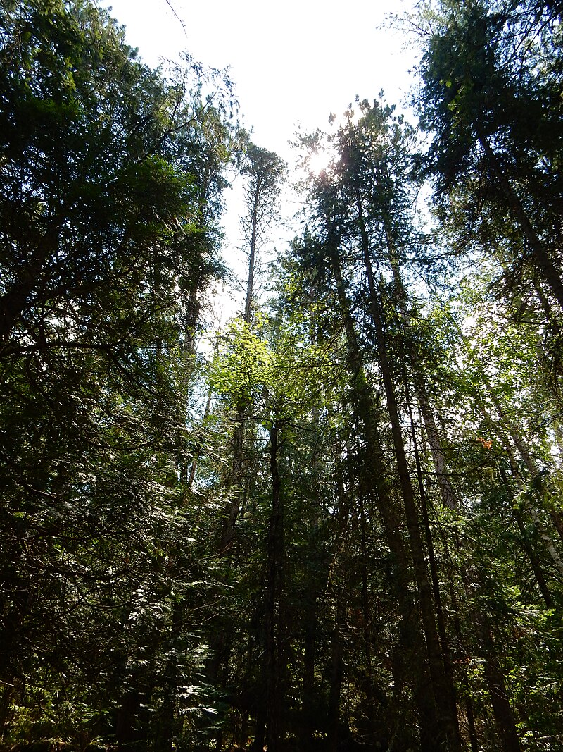 Algonquin Provincial Park