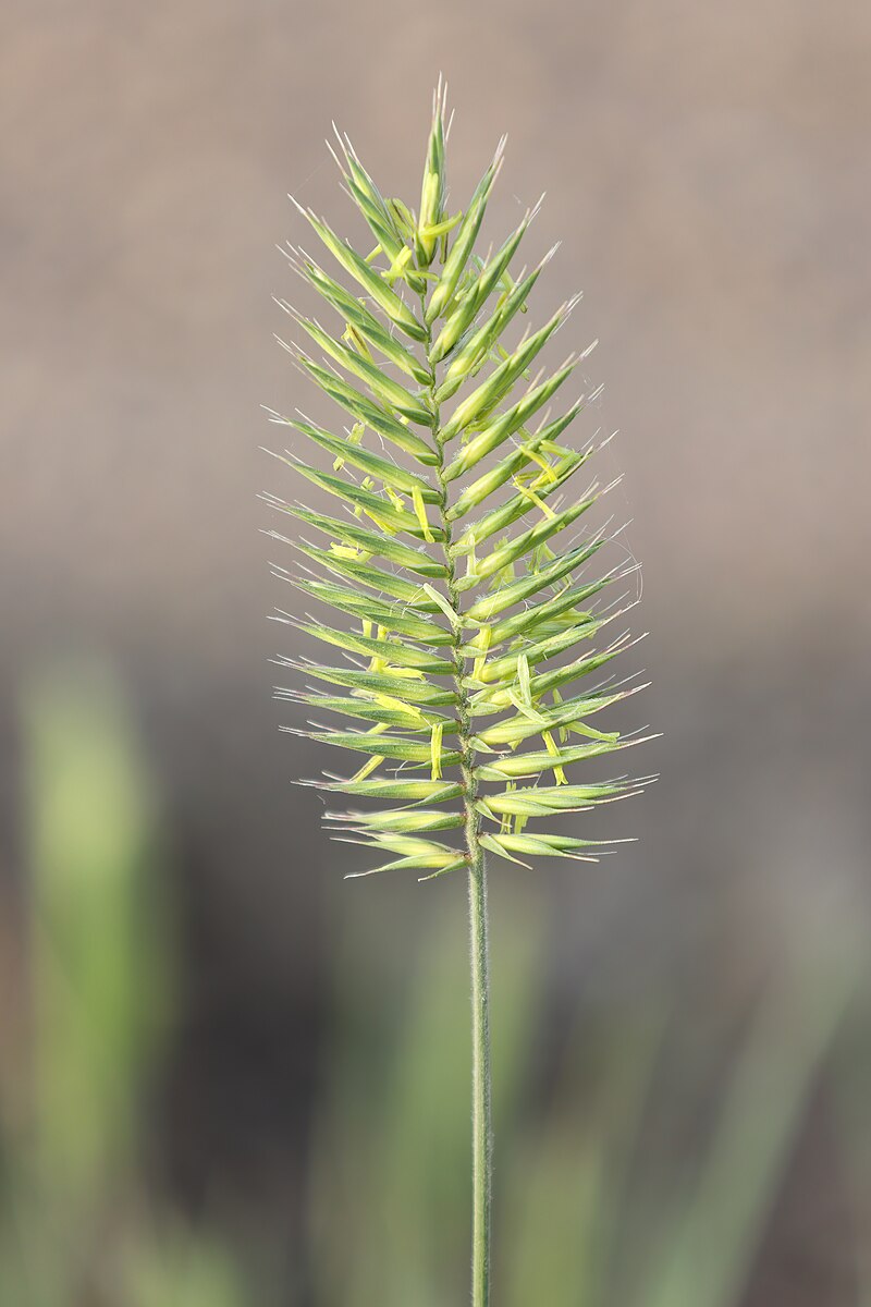 Grasslands National Park