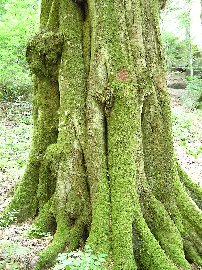 Ancient and Primeval Beech Forests of the Carpathians and Other Regions of Europe