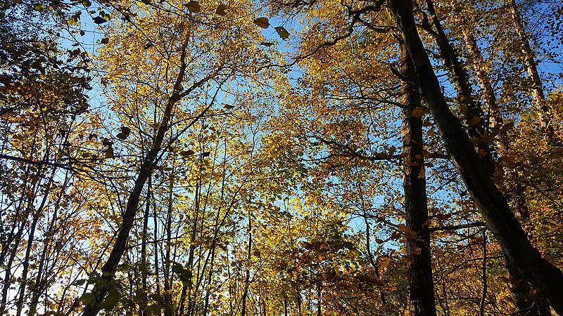 Stenshuvud National Park