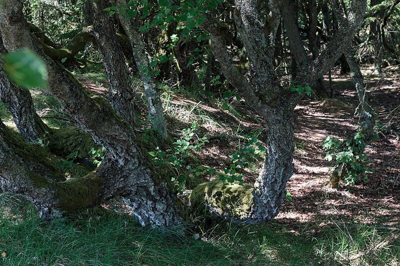 Thy National Park