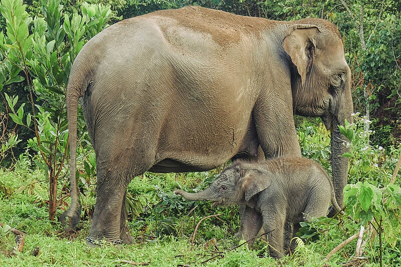 Tesso Nilo National Park