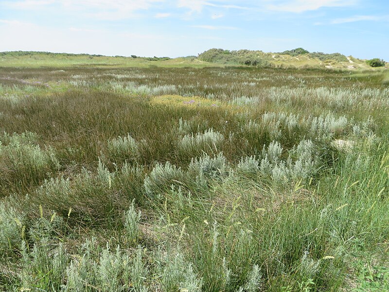 Dunes of Texel National Park