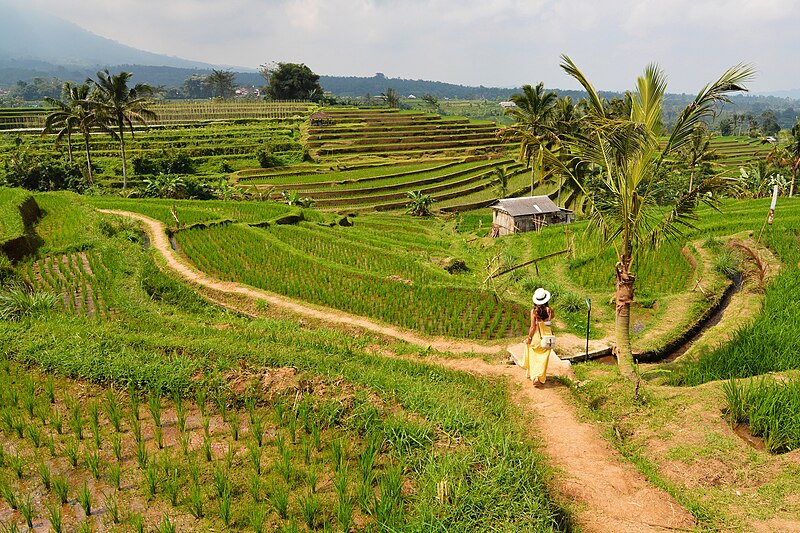 Cultural Landscape of Bali Province: the Subak System as a Manifestation of the Tri Hita Karana Philosophy