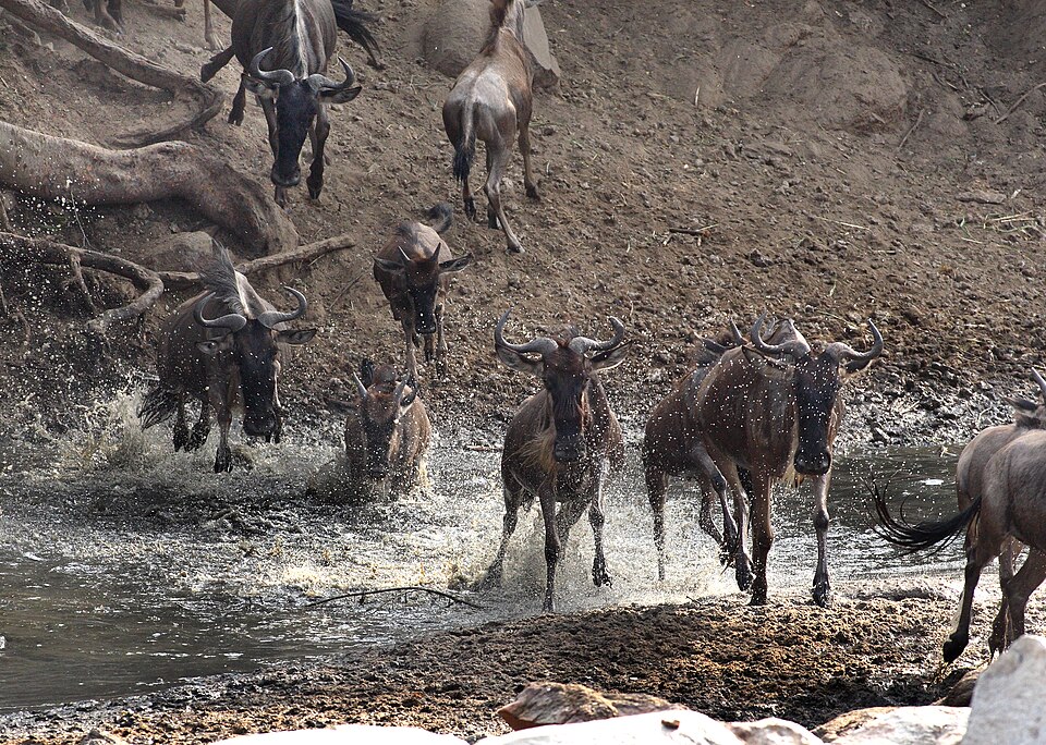 Grumeti River