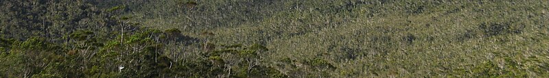 Mount Hamiguitan Range Wildlife Sanctuary