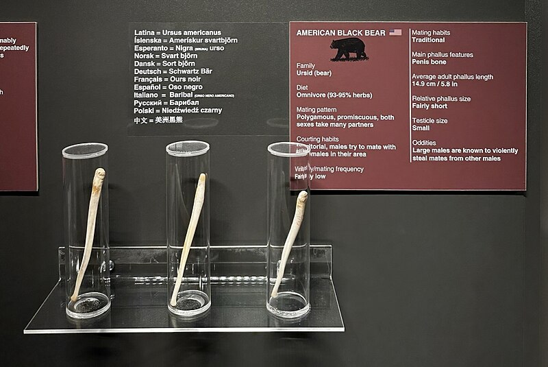 Icelandic Phallological Museum