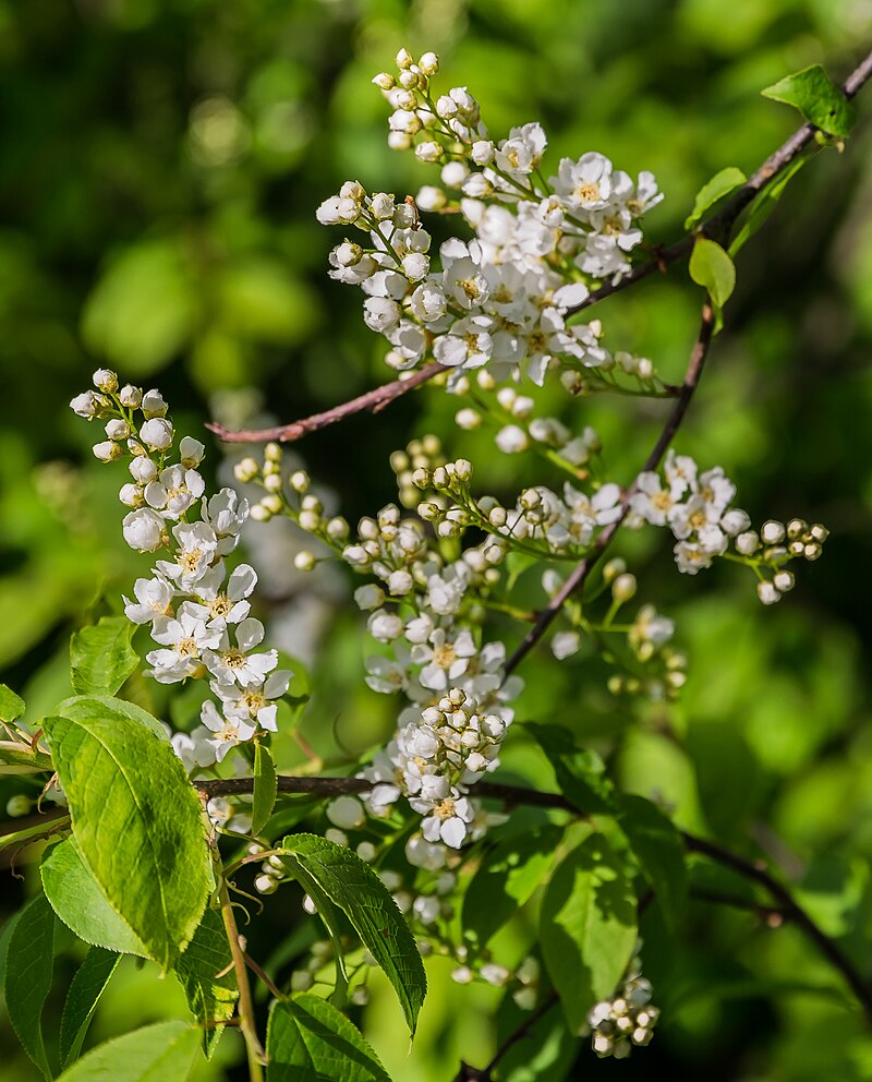 Vallisaari