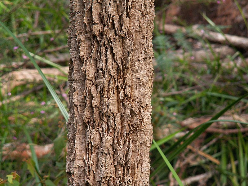 Walpole-Nornalup National Park