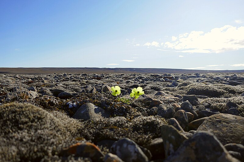 Qausuittuq National Park